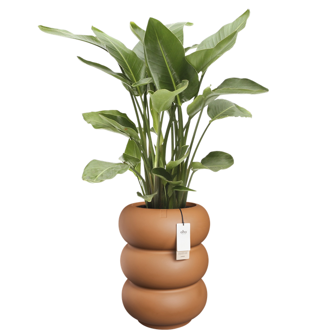 amber roll high 43cm caramelo